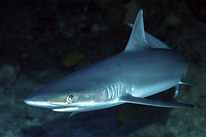 Grauer Riffhai (Carcharhinus amblyrhynchos)