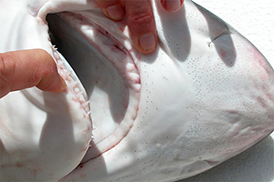 das Gebiss des Grauen Riffhais