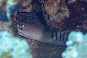 Grauer Riffhai (Carcharhinus amblyrhynchos)