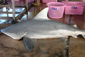 Schweinsaugenhai (Carcharhinus amboinensis)