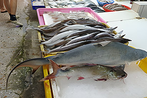 Schweinsaugenhai auf dem Fischmarkt