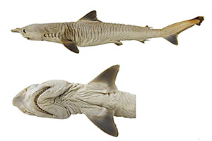 Borneohai (Carcharhinus borneensis)