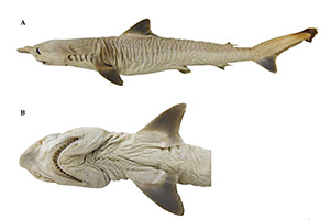 Borneohai (Carcharhinus borneensis)