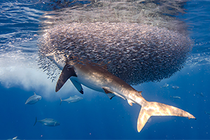 Bronzehai (Carcharhinus brachyurus)