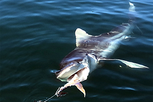 Bronzehai (Carcharhinus brachyurus)