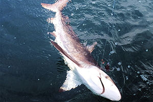 Bronzehai (Carcharhinus brachyurus)