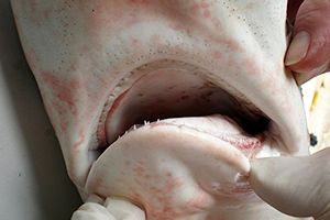 Gebiss des Großen Schwarzspitzenhais