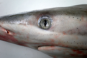 Kopf des Großen Schwarzspitzenhais