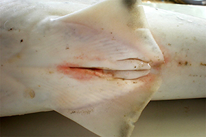 die Klaspern eines Männchens