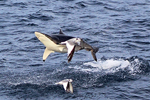 Großer Schwarzspitzenhaiu beim Sprung aus dem Wasser