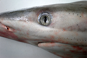 Großer Schwarzspitzenhai (Carcharhinus brevipinna)