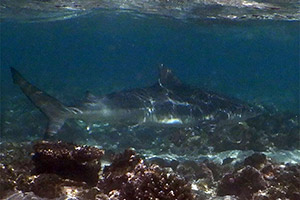 Nervöser Hai (Carcharhinus cautus) Nervöser Hai (Carcharhinus cautus)