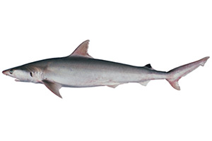 Carcharhinus coatesi