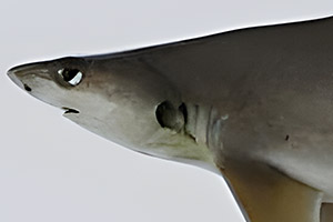Weißwangenhai: Kopf und Kiemen