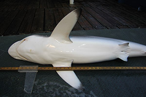 Seidenhai (Carcharhinus falciformis) Seidenhai (Carcharhinus falciformis)