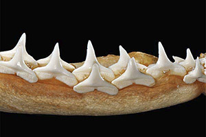 Seidenhai (Unterkiefer) Seidenhai (Unterkiefer)