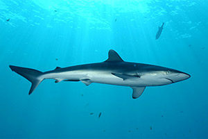 Seidenhai (Carcharhinus falciformis) Seidenhai (Carcharhinus falciformis)