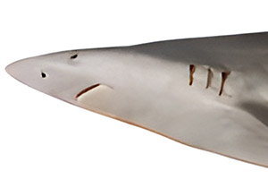 Walbuchthai (Carcharhinus fitzroyensis)