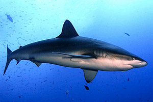 Galapagoshai (Carcharhinus galapagensis)