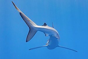 Blauhai (Carcharhinus glaucus)