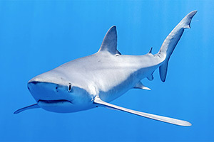 Blauhai (Carcharhinus glaucus)