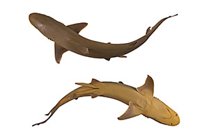 Walbuchthai (Carcharhinus fitzroyensis)