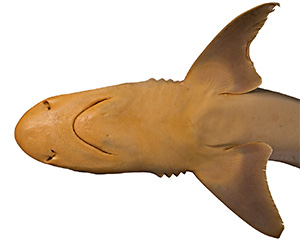 Carcharhinus humani