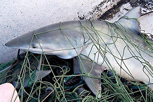 Feinzahnhai (Carcharhinus isodon)
