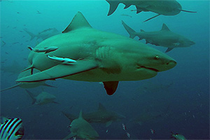 Bullenhai (Carcharhinus leucas)