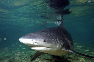 Bullenhai (Carcharhinus leucas)