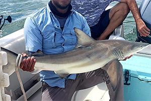 junger Kleiner Schwarzspitzenhai