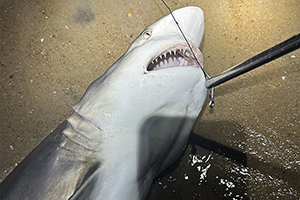 Gebiss des Kleinen Schwarzspitzenhais