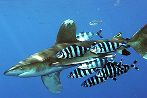 Weißspitzen-Hochseehai (Carcharhinus longimanus)