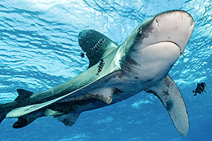 Weißspitzen-Hochseehai (Carcharhinus longimanus)