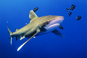 Weißspitzen-Hochseehai (Carcharhinus longimanus)