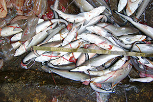 Junghaie auf dem Fischmarkt