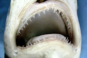 Gebiss des Hartnasenhais