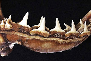 die untere Gebisshälfte