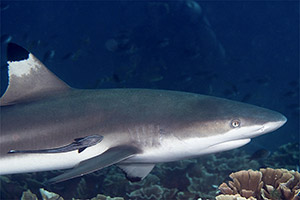 Schwarzspitzen-Riffhai (Carcharhinus melanopterus)