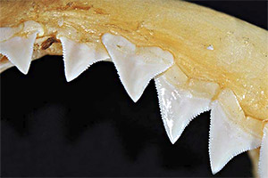 Oberkiefer des Schwarzhais Oberkiefer des Schwarzhais