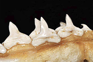 Unterkiefer des Schwarzhais Unterkiefer des Schwarzhais