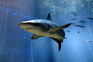 Schwarzhai (Carcharhinus obscurus) Schwarzhai (Carcharhinus obscurus)