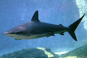 Schwarzhai (Carcharhinus obscurus) Schwarzhai (Carcharhinus obscurus)