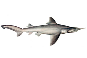 Dolchnasenhai (C. oxyrhynchus)