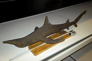 Dolchnasenhai (C. oxyrhynchus)