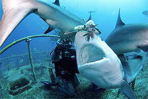 Karibische Riffhaie füttern bei den Bahamas