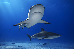 Karibischer Riffhai (Carcharhinus perezi)