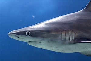 Sandbankhai (Carcharhinus plumbeus)