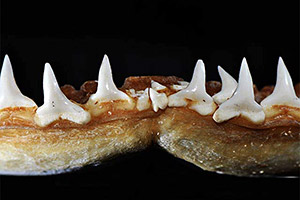 Unterkiefer des Sandbankhais