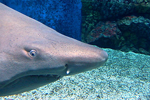 Sandbankhai (Carcharhinus plumbeus)